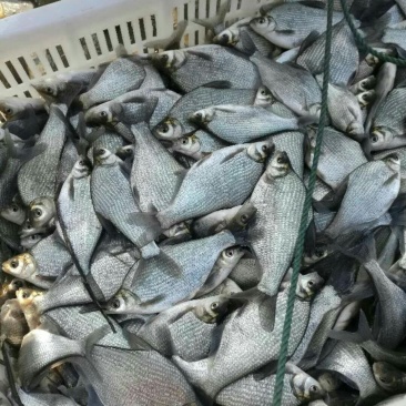 团头鲂3量到半斤