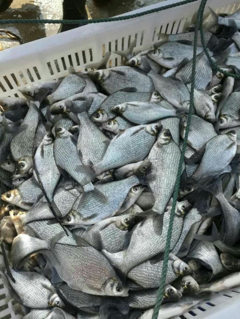 团头鲂3量到半斤