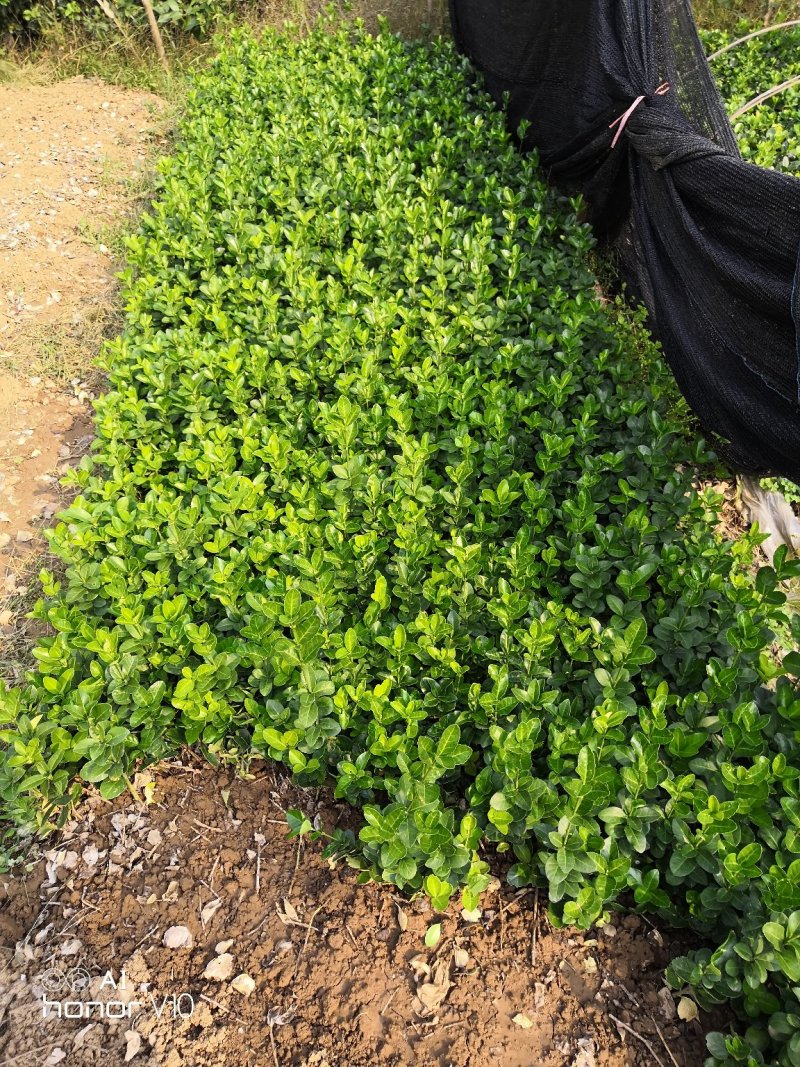 优质北海道黄杨苗牙苗苗圃直供小苗扦插苗杜绝假苗劣质苗