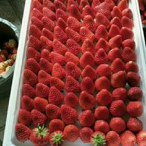 杠三草莓，甜查理草莓，大量上市了
