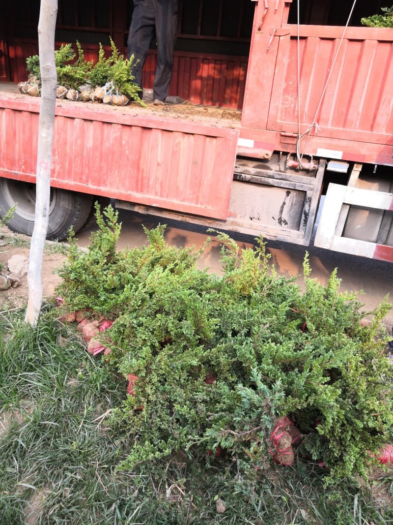 铺地柏矮桧、匍地柏、偃柏、铺地松、铺地龙、地柏、葡地柏