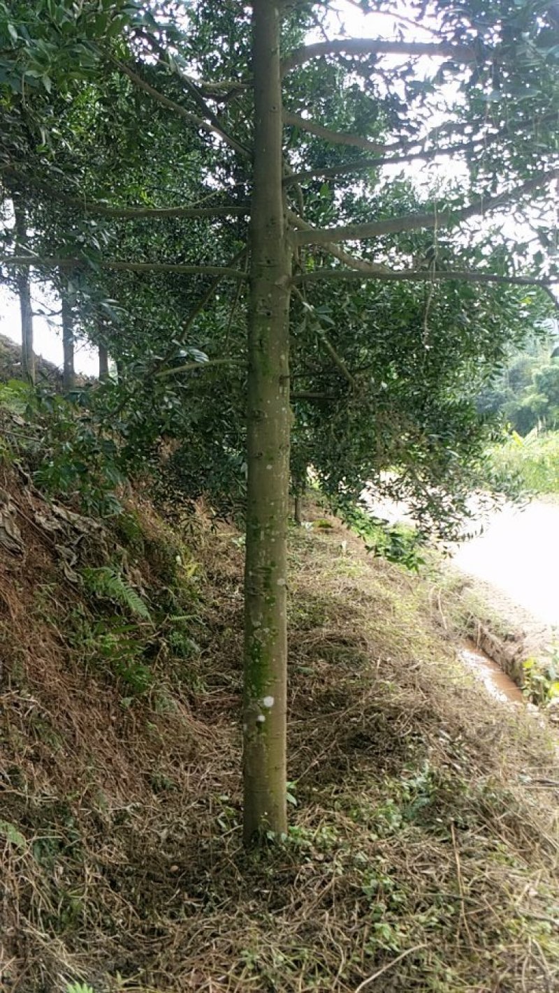 竹柏