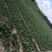 地柏矮桧、匍地柏、偃柏、铺地松、铺地龙、地柏、葡地柏