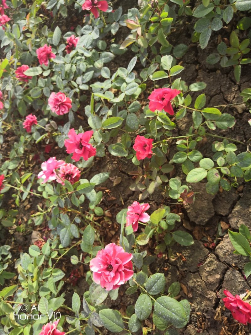 黄帽月季红帽月季粉花月季薇型月季大花香水月季