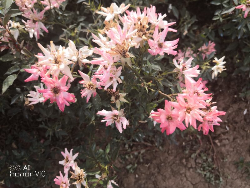 黄帽月季红帽月季粉花月季薇型月季大花香水月季