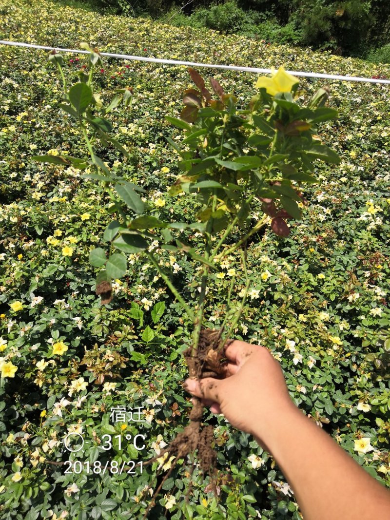 黄帽月季红帽月季粉花月季薇型月季大花香水月季