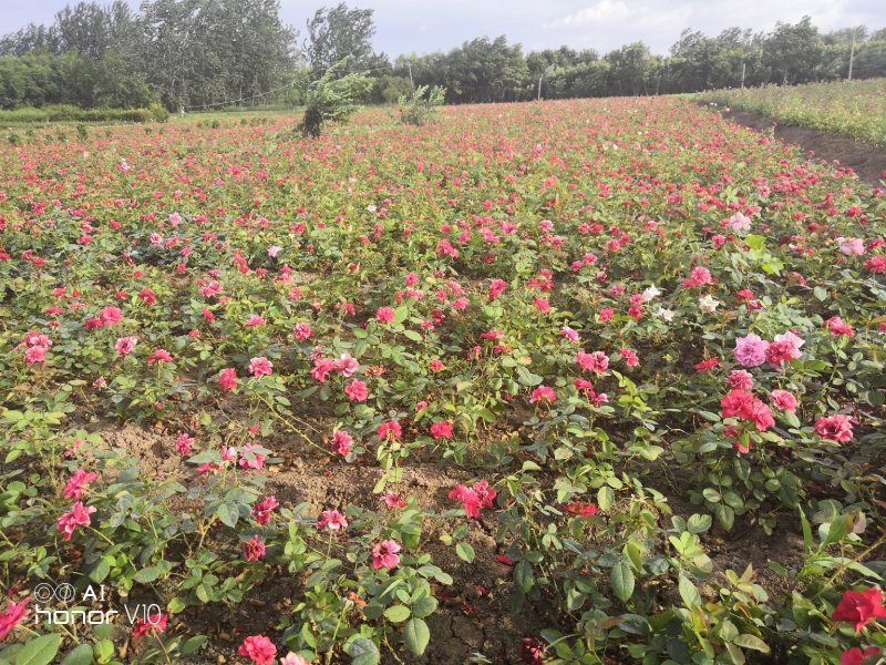 黄帽月季红帽月季粉花月季薇型月季大花香水月季