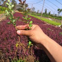 红叶小檗扦插苗紫叶小檗苗圃大量供应大小规格均有