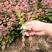 红叶小檗扦插苗紫叶小檗苗圃大量供应大小规格均有