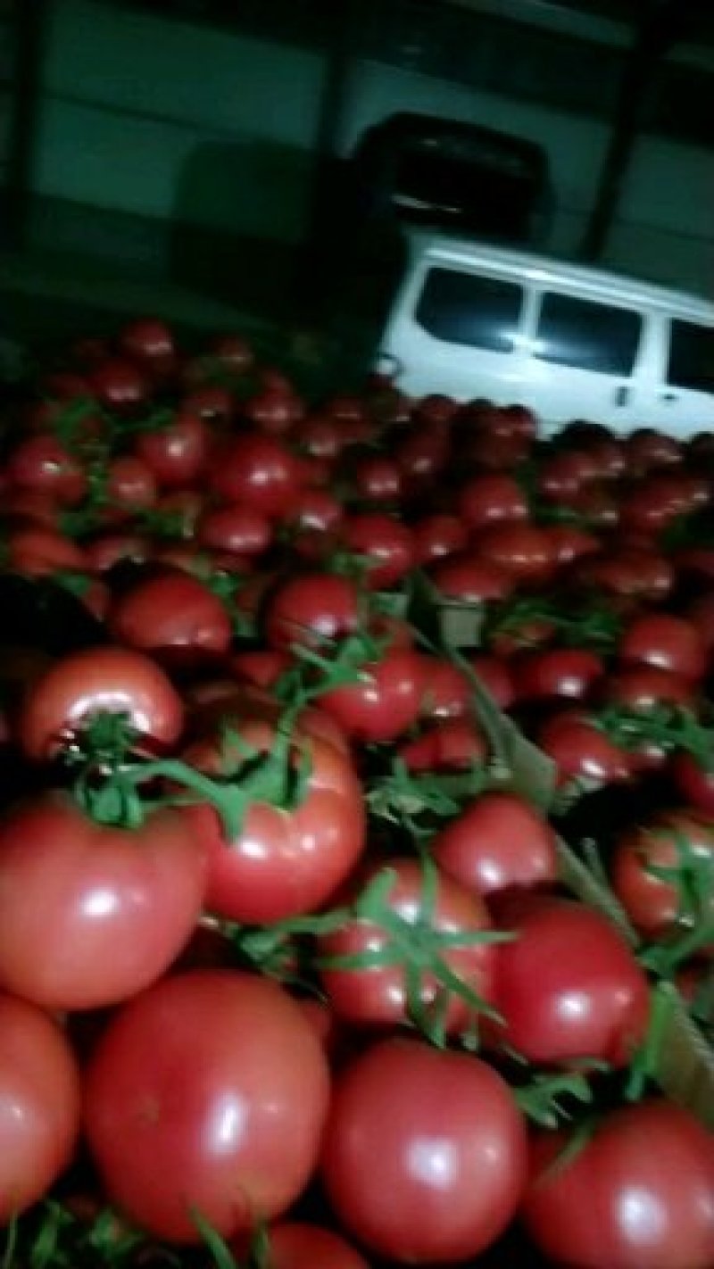 精品硬粉西红柿大量供应质量好价格优
