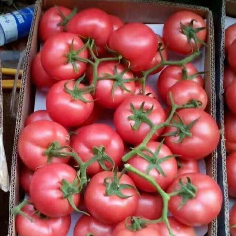 精品硬粉西红柿大量供应质量好价格优