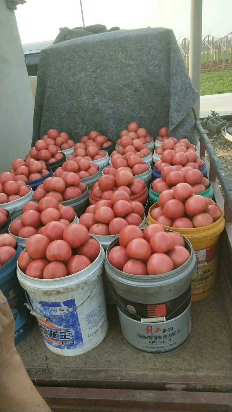 精品硬粉西红柿大量供应质量好价格优
