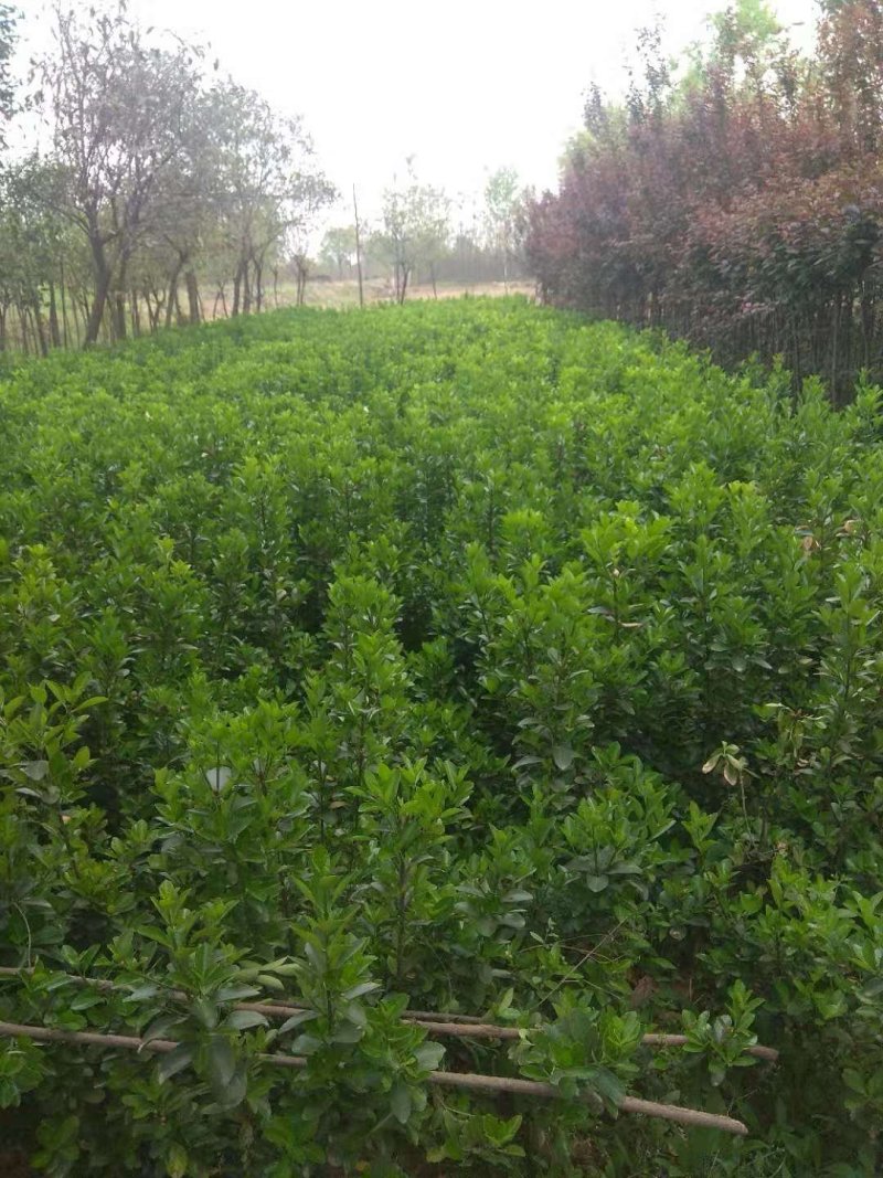 冬青（又名大叶黄杨）