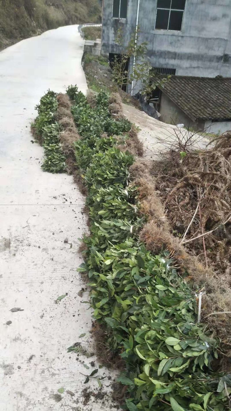 安吉白茶苗