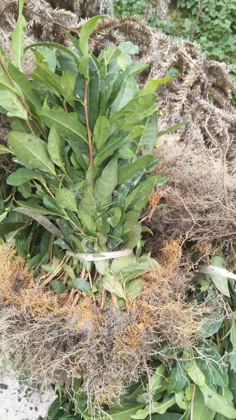 安吉白茶苗