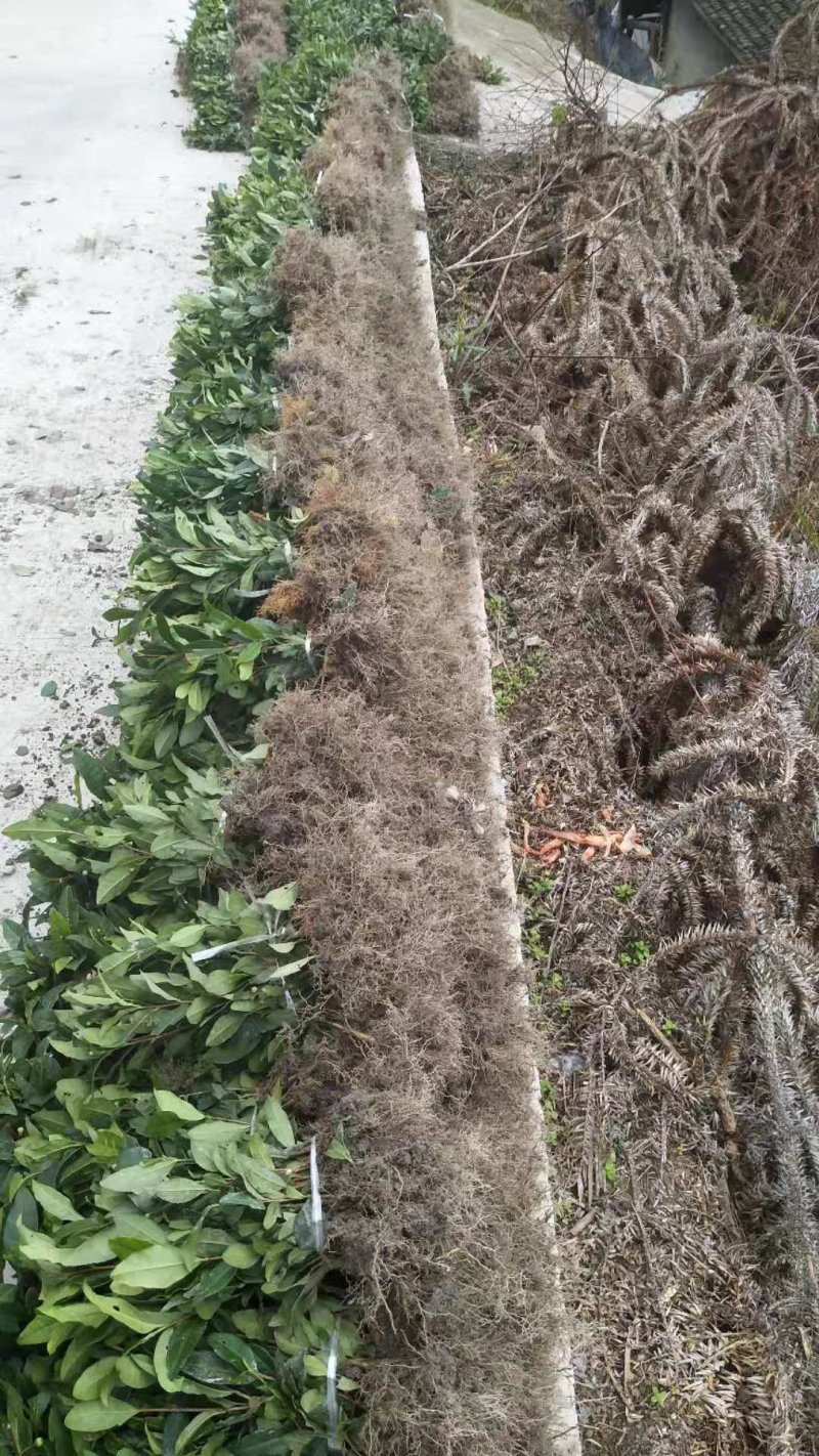 安吉白茶苗