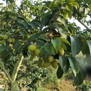 新鲜橄榄