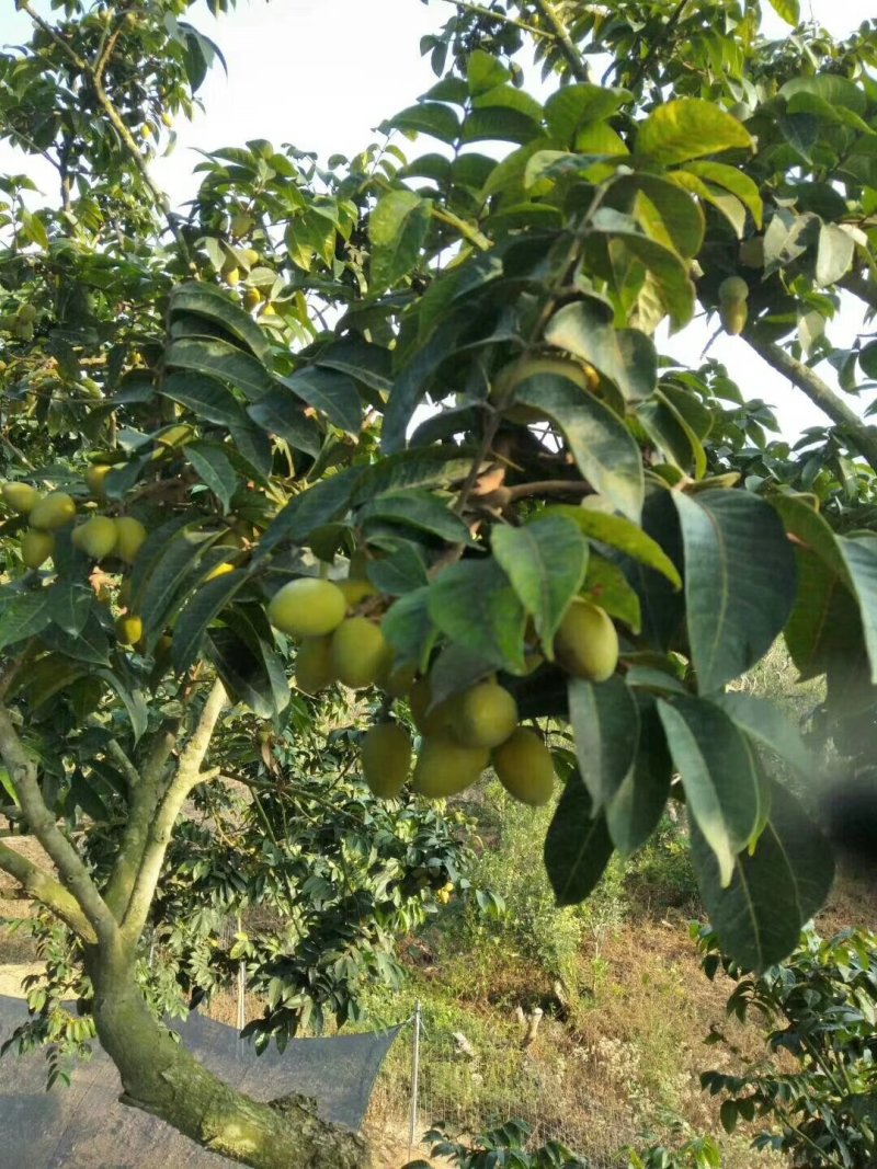 新鲜橄榄