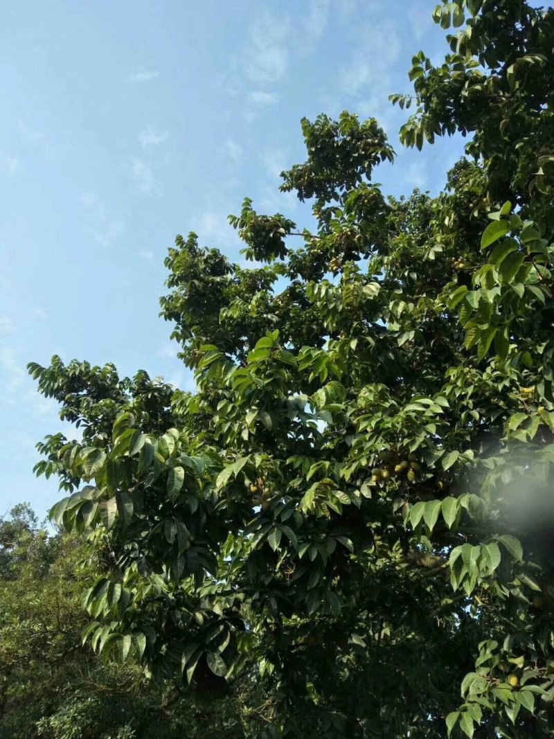 新鲜橄榄