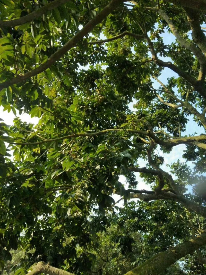 新鲜橄榄