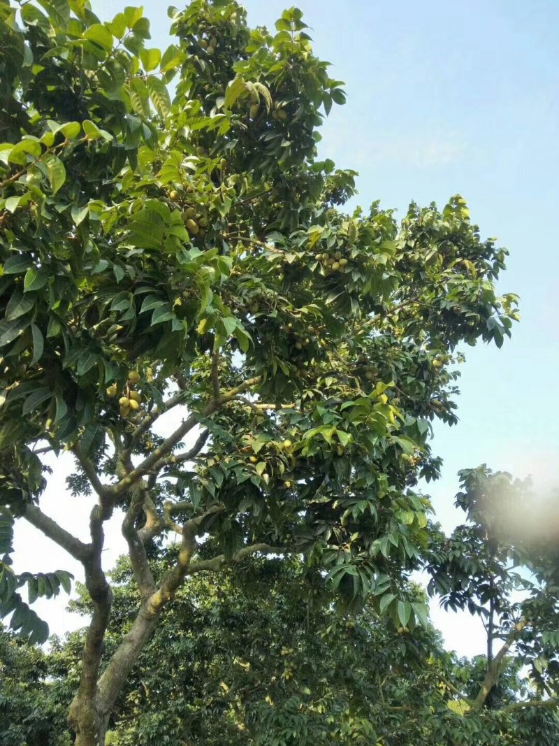 新鲜橄榄