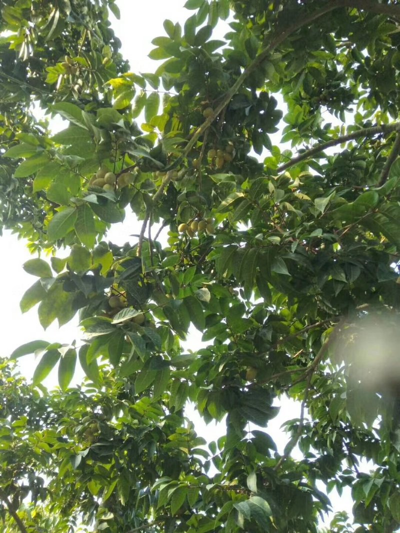 新鲜橄榄