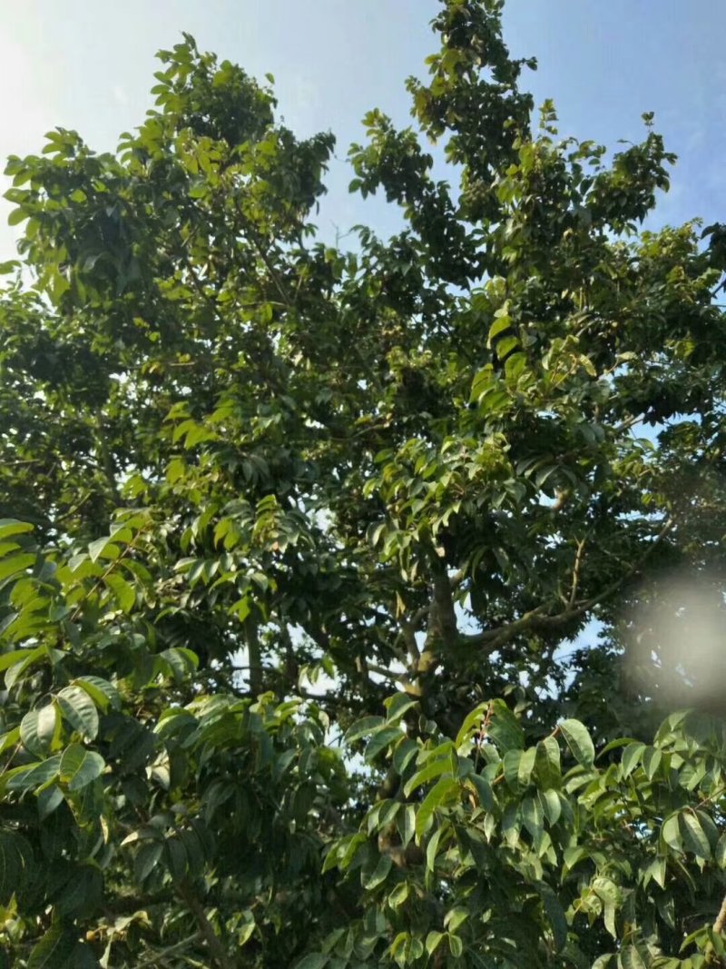 新鲜橄榄