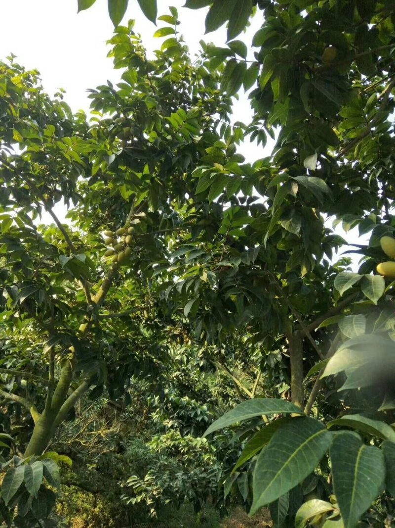 新鲜橄榄