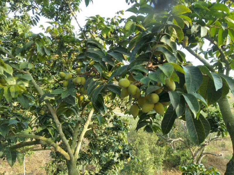 新鲜橄榄