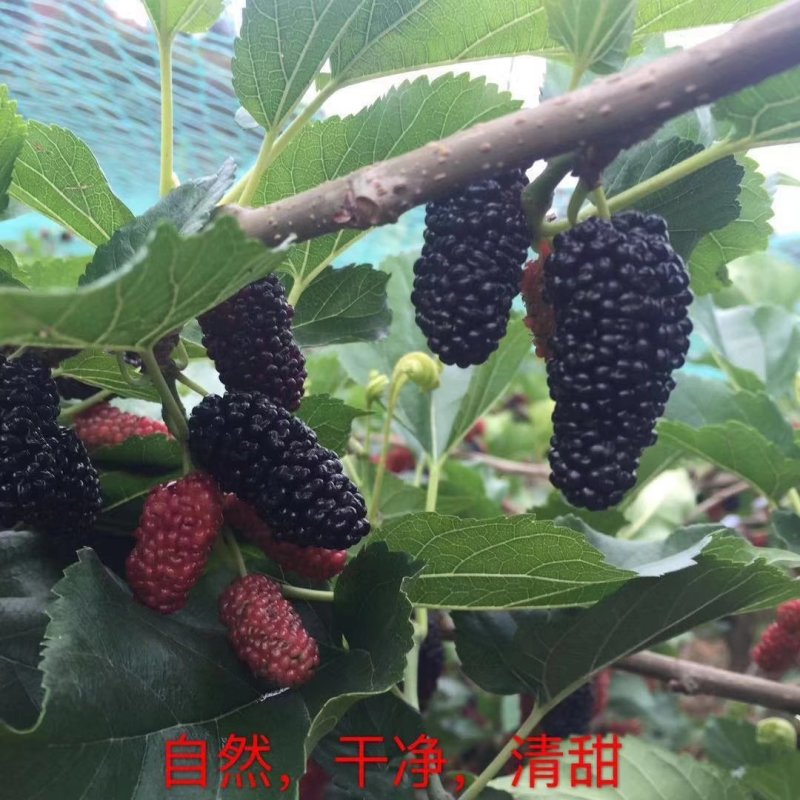 新鲜桑葚