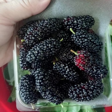 新鲜桑葚