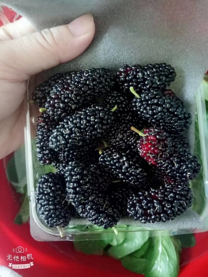 新鲜桑葚