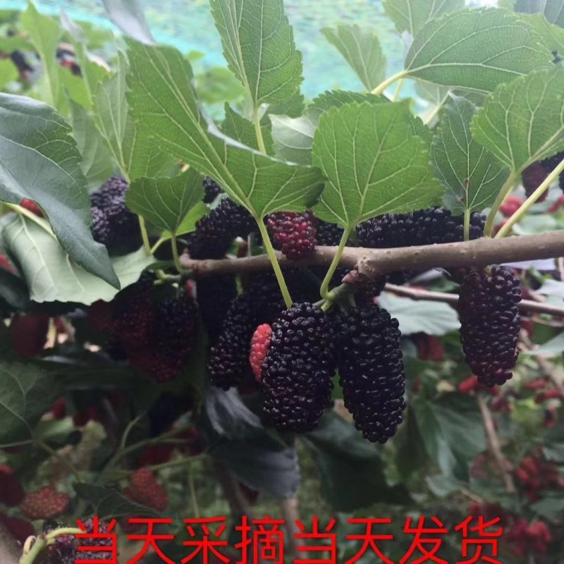 新鲜桑葚