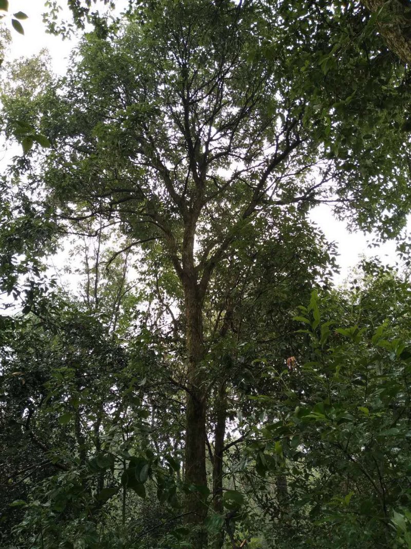 苦槠树多杆香樟栾树桂花广玉兰朴树碰柑橘子树香泡香橼香柚