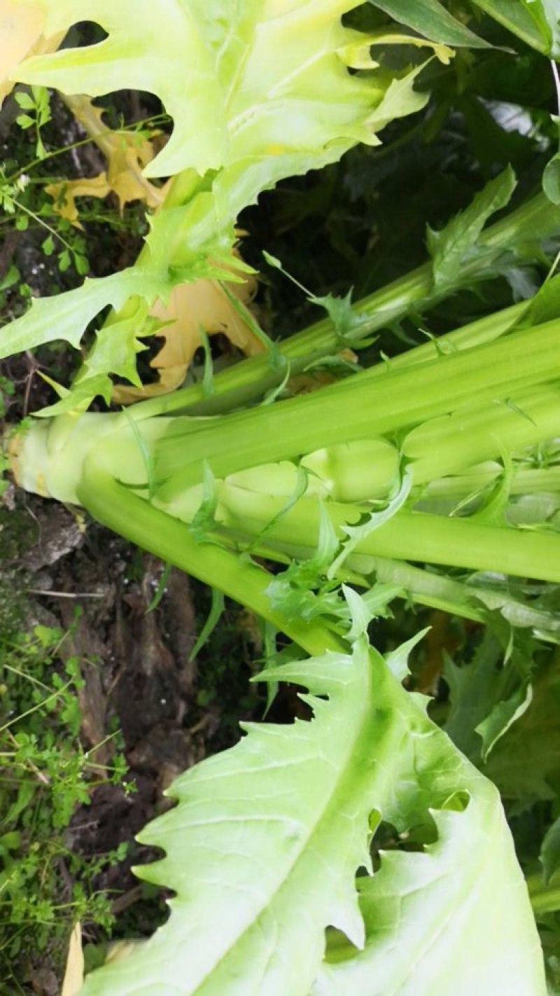 棒菜，产地直销，量大从优。精品蔬菜