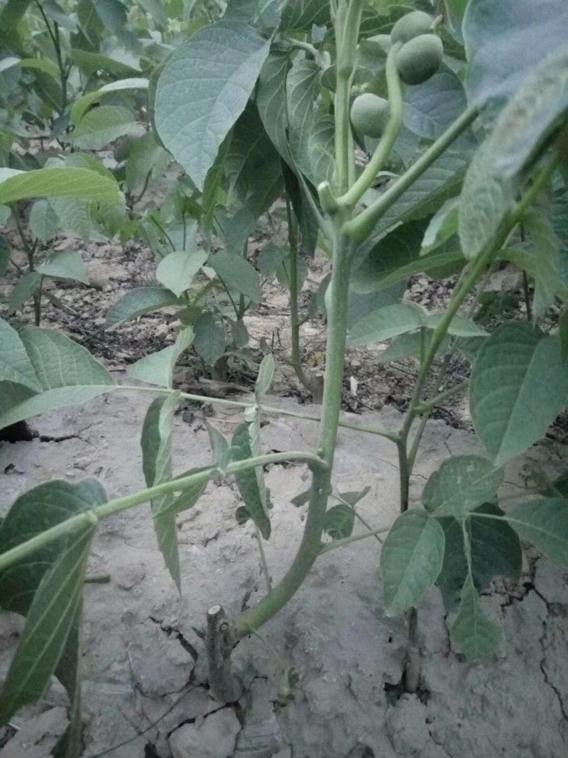 优质核桃树苗，核桃苗基地。成活率高。