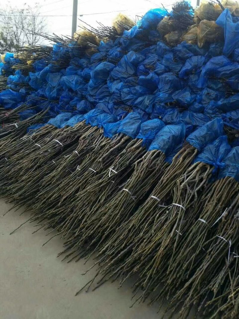 优质核桃树苗，核桃苗基地。成活率高。