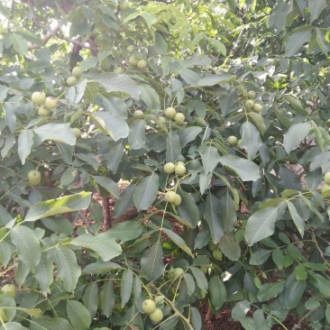优质核桃树苗，核桃苗基地。成活率高。