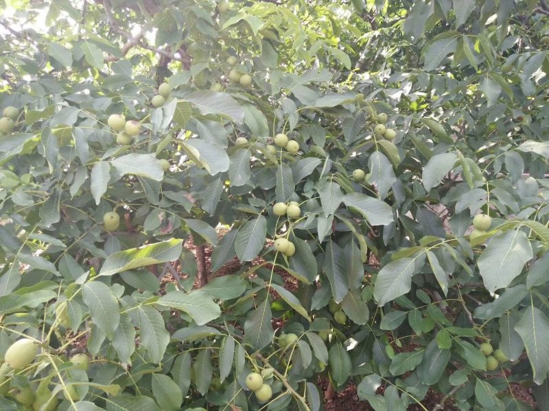 优质核桃树苗，核桃苗基地。成活率高。