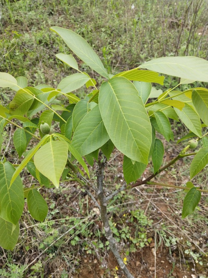 优质核桃树苗，核桃苗基地。成活率高。