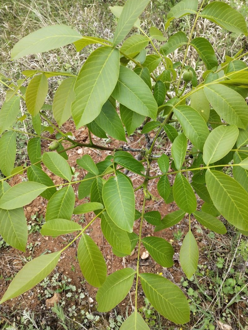 优质核桃树苗，核桃苗基地。成活率高。