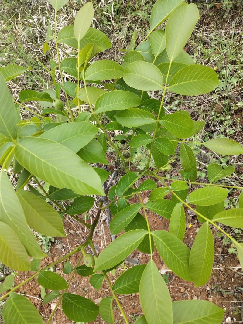 优质核桃树苗，核桃苗基地。成活率高。