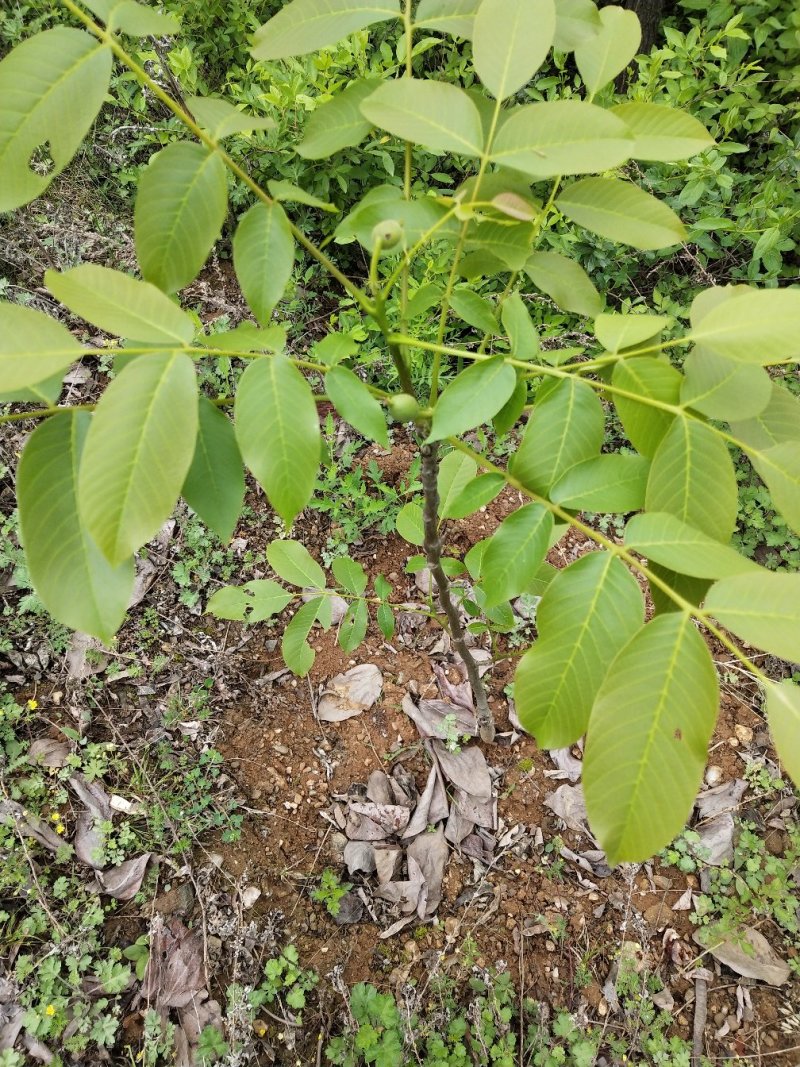 优质核桃树苗，核桃苗基地。成活率高。