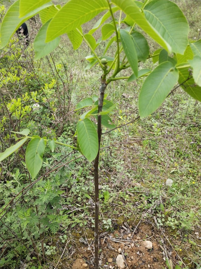 优质核桃树苗，核桃苗基地。成活率高。