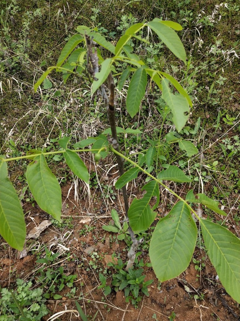 优质核桃树苗，核桃苗基地。成活率高。