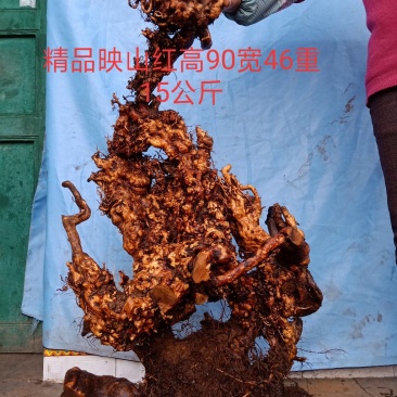 精品映山红