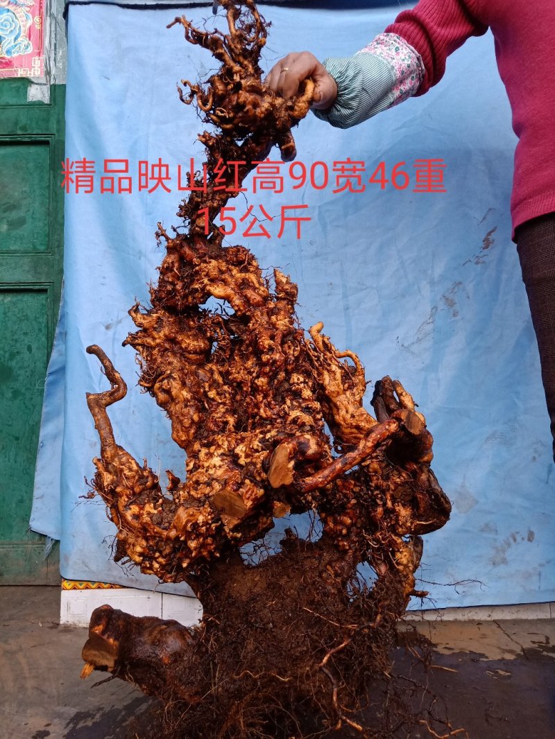 精品映山红