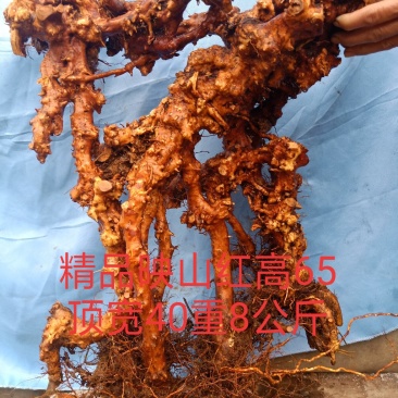 精品映山红