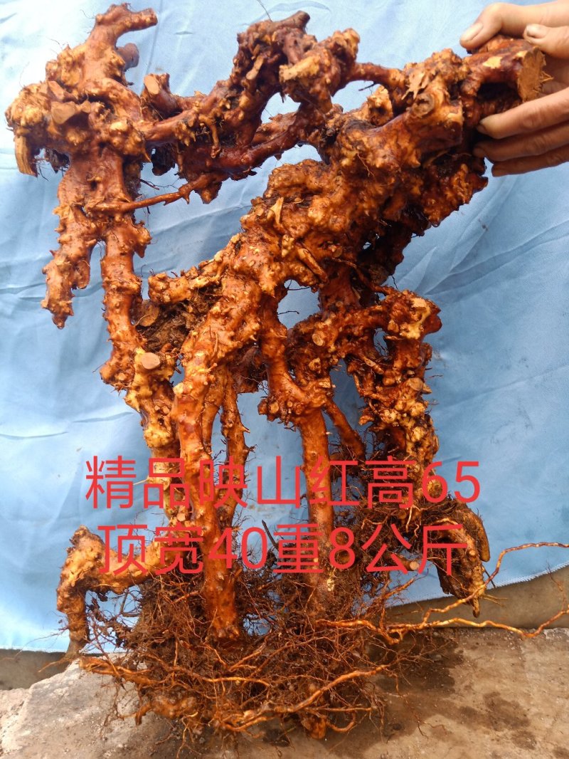 精品映山红