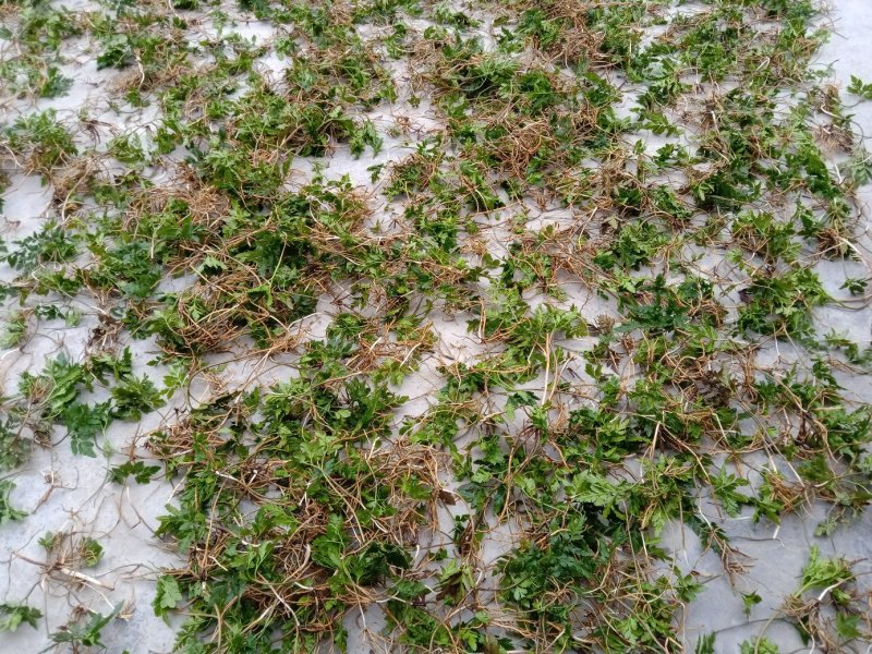 阴地蕨野生绿色，水洗烤干无硫统货20斤包邮，质量保证。